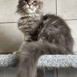 Maine Coon EZ Tolyatti