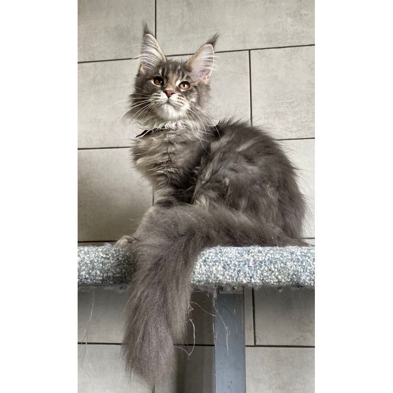Maine Coon EZ Tolyatti