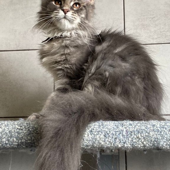 Maine Coon EZ Tolyatti