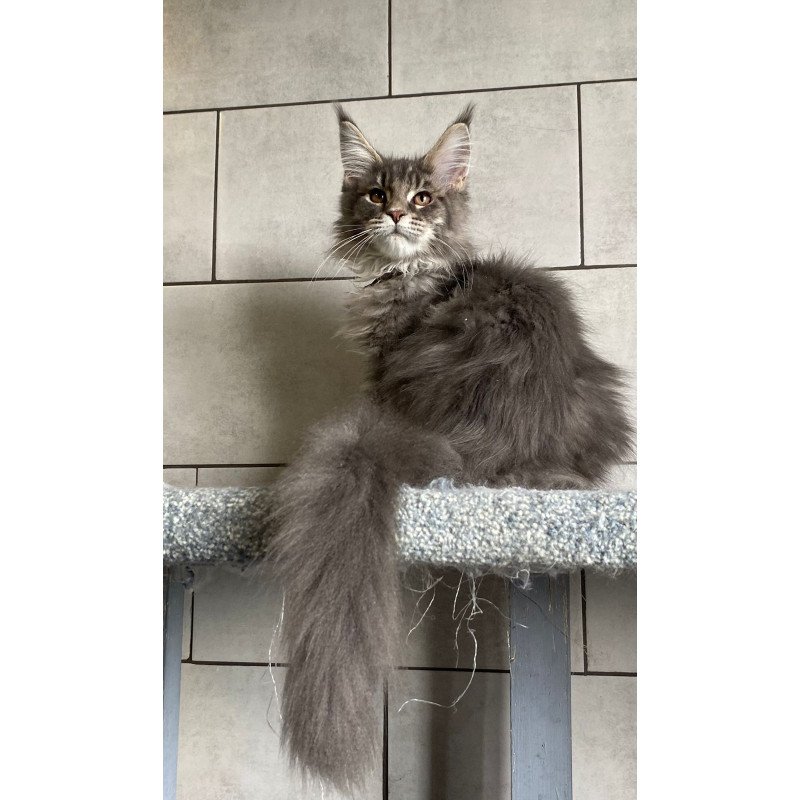 Maine Coon EZ Tolyatti