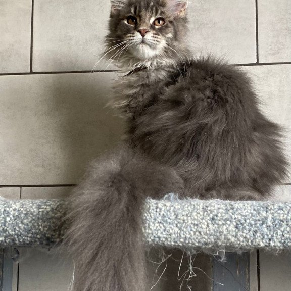 Maine Coon EZ Tolyatti