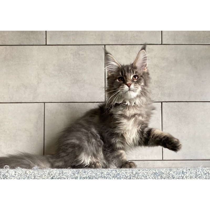 Maine Coon EZ Tolyatti