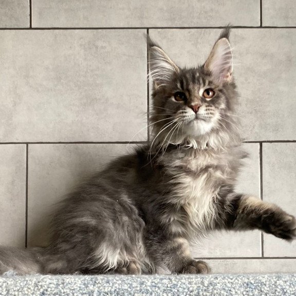 Maine Coon EZ Tolyatti