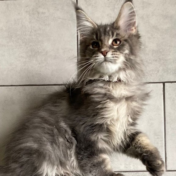 Maine Coon EZ Tolyatti