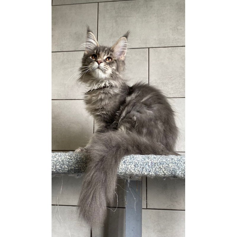 Maine Coon EZ Tolyatti