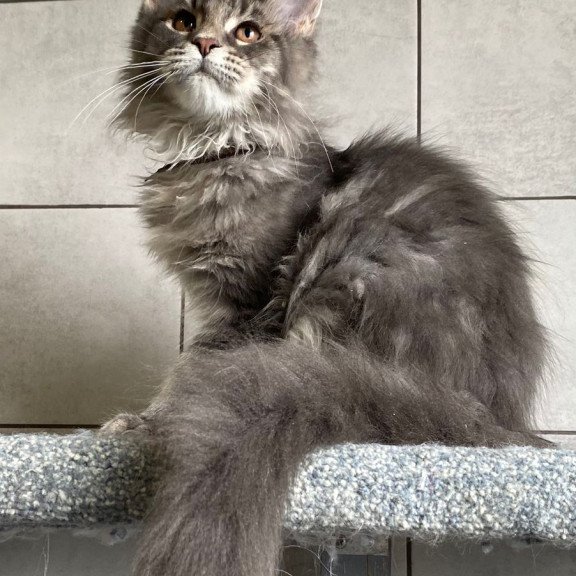 Maine Coon EZ Tolyatti