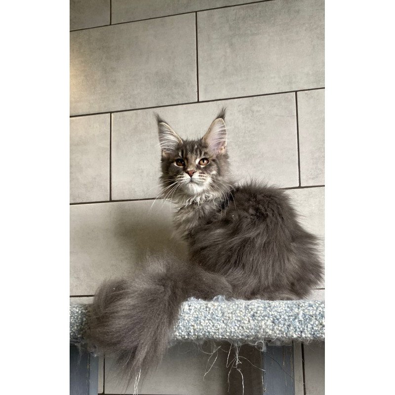 Maine Coon EZ Tolyatti