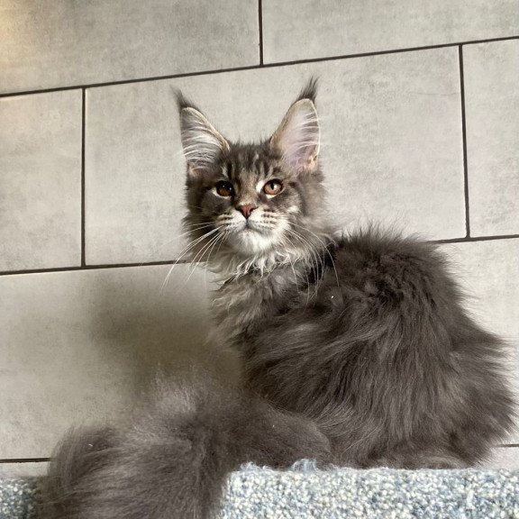 Maine Coon EZ Tolyatti