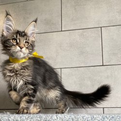 Maine Coon EZ Umba