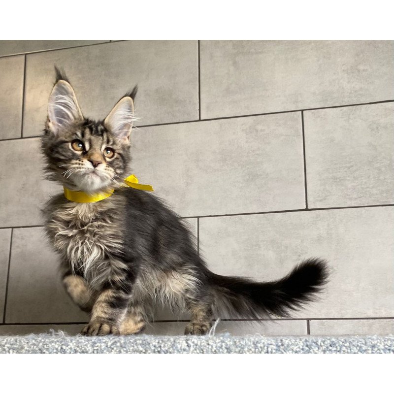 Maine Coon EZ Umba