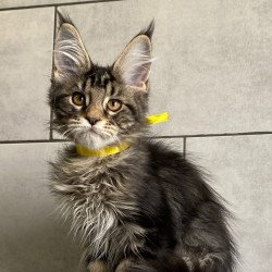 Maine Coon EZ Umba