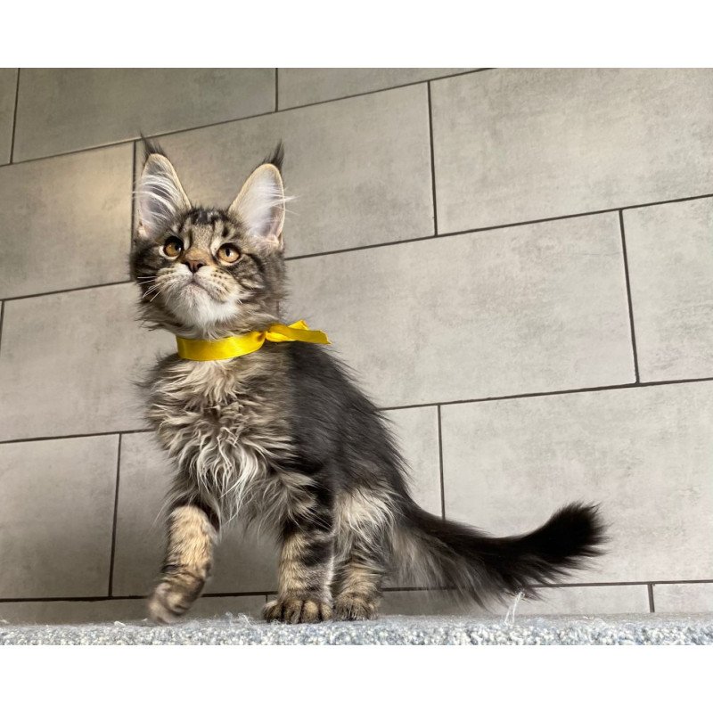 Maine Coon EZ Umba