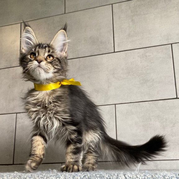 Maine Coon EZ Umba