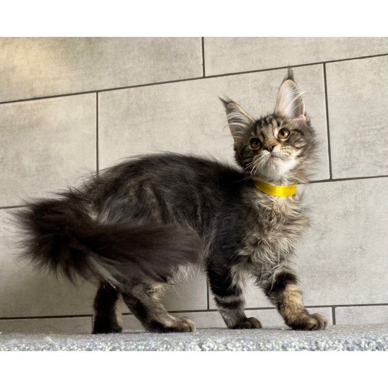 Maine Coon EZ Umba