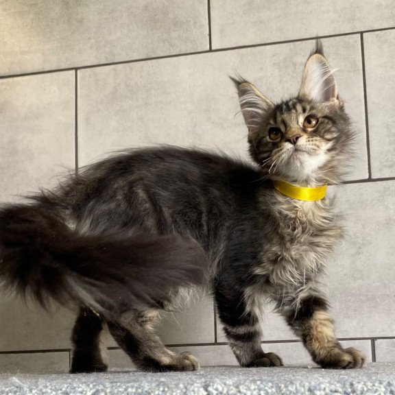 Maine Coon EZ Umba