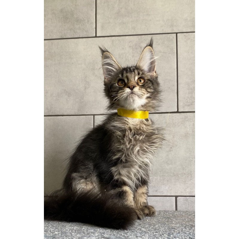 Maine Coon EZ Umba