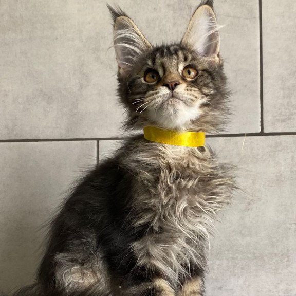 Maine Coon EZ Umba