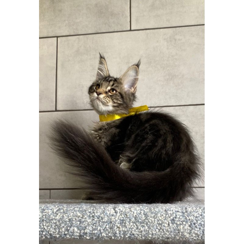 Maine Coon EZ Umba