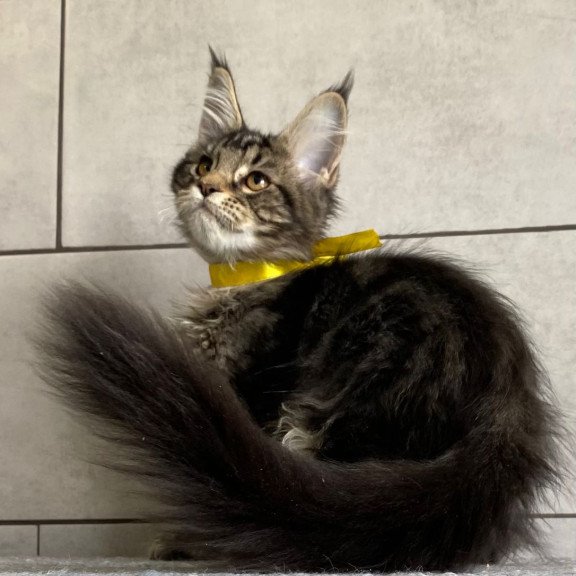 Maine Coon EZ Umba