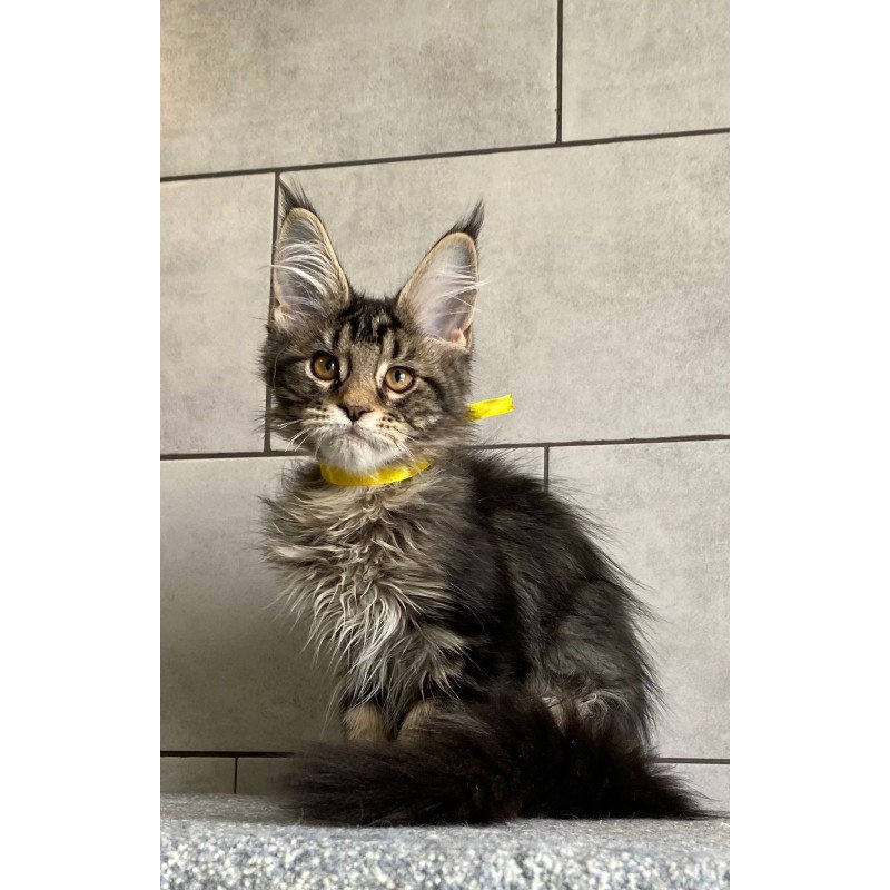 Maine Coon EZ Umba