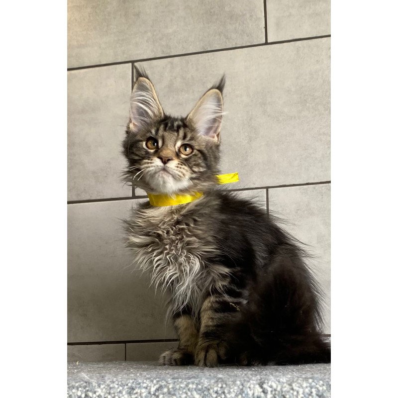 Maine Coon EZ Umba
