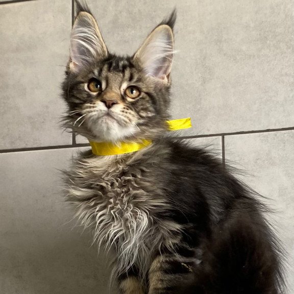 Maine Coon EZ Umba