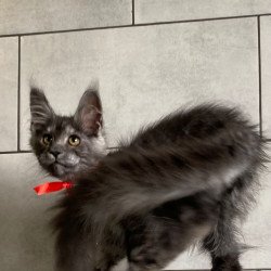 Maine Coon EZ Udmurtia