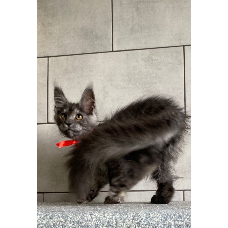 Maine Coon EZ Udmurtia