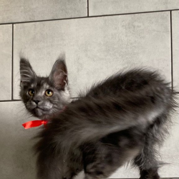 Maine Coon EZ Udmurtia