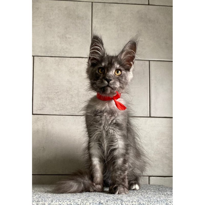 Maine Coon EZ Udmurtia