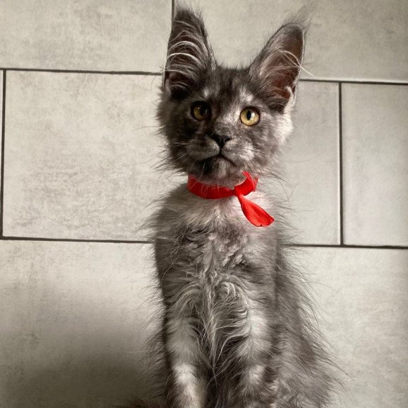Maine Coon EZ Udmurtia