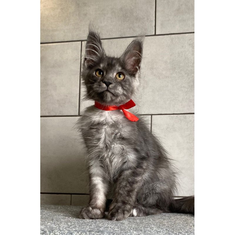 Maine Coon EZ Udmurtia
