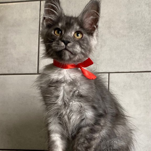 Maine Coon EZ Udmurtia