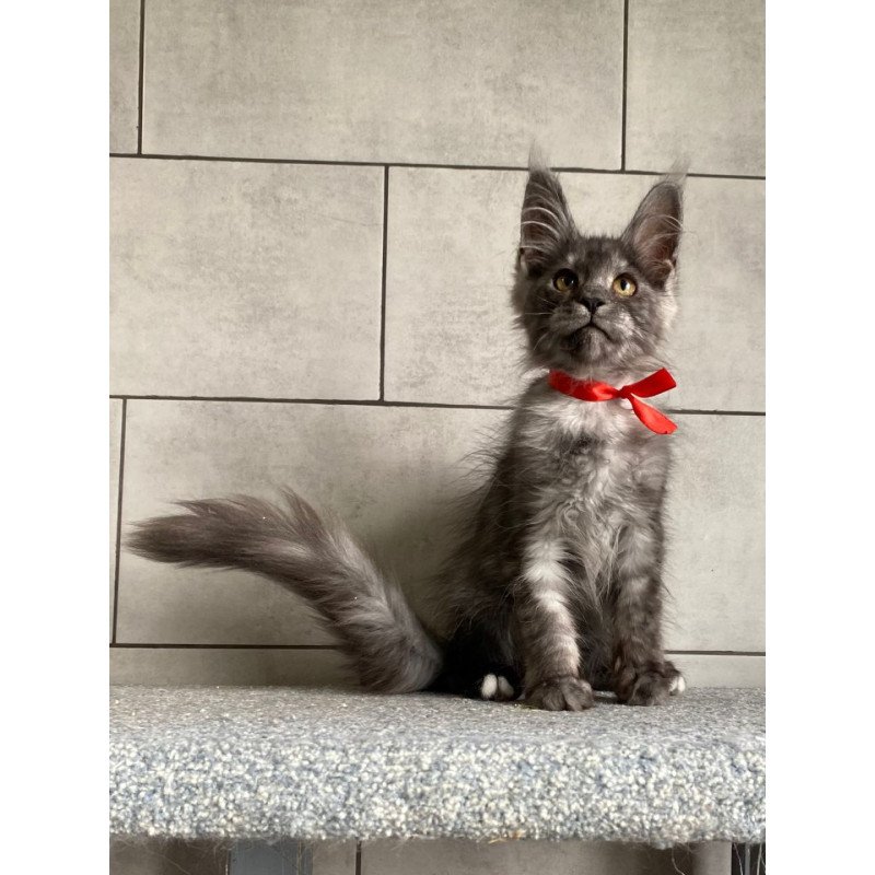 Maine Coon EZ Udmurtia