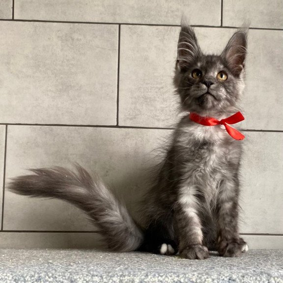 Maine Coon EZ Udmurtia