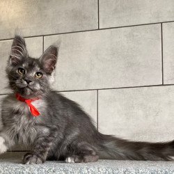Maine Coon EZ Udmurtia