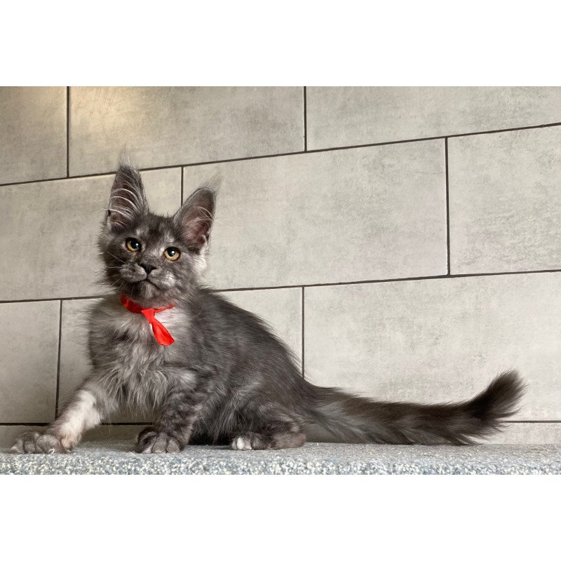 Maine Coon EZ Udmurtia