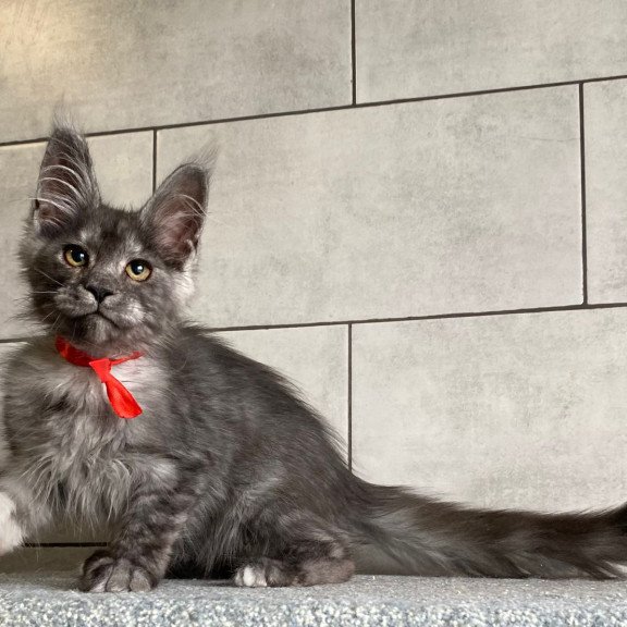 Maine Coon EZ Udmurtia