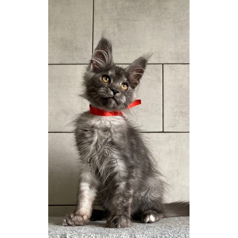 Maine Coon EZ Udmurtia