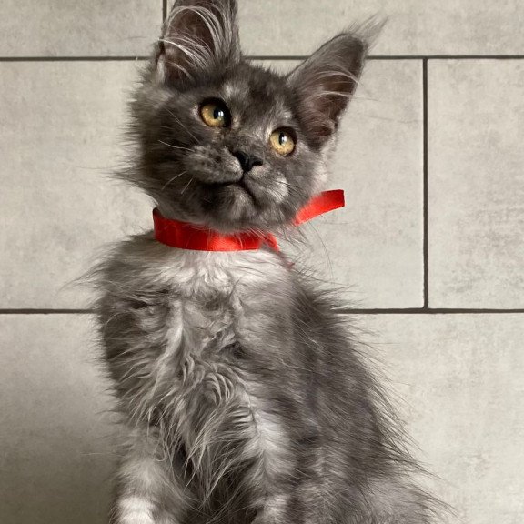 Maine Coon EZ Udmurtia