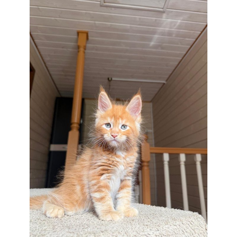 Maine Coon NOV Amur
