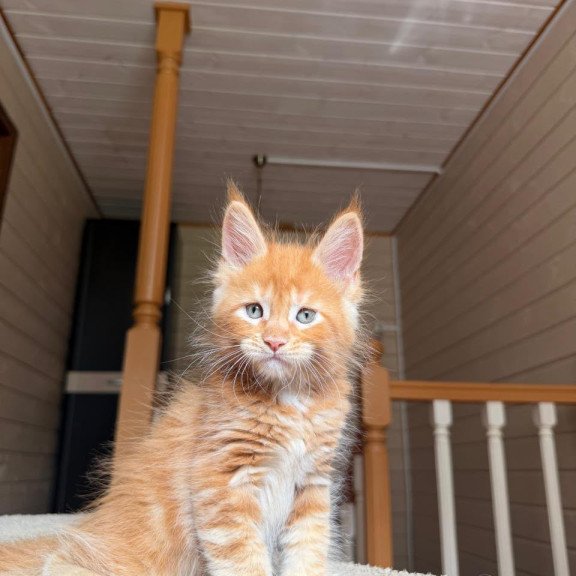 Maine Coon NOV Amur