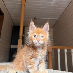 Maine Coon NOV Amur