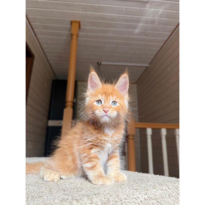 Maine Coon NOV Amur