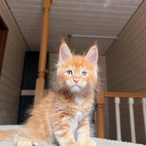 Maine Coon NOV Amur