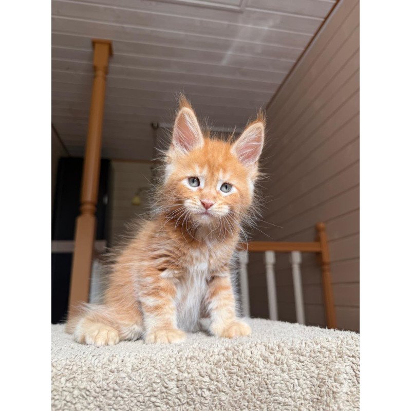 Maine Coon NOV Amur