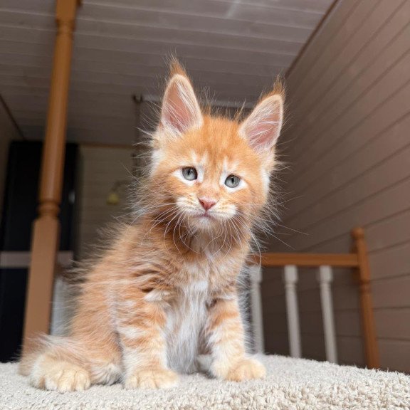 Maine Coon NOV Amur