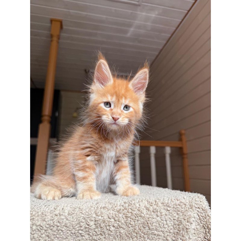 Maine Coon NOV Amur