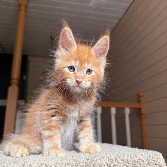 Maine Coon NOV Amur