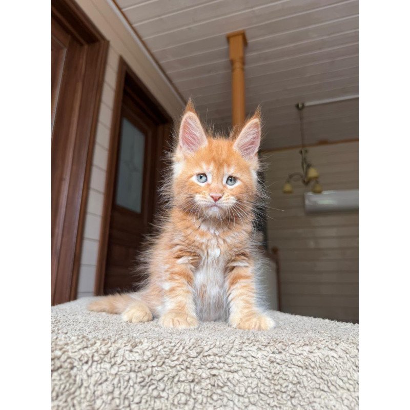 Maine Coon NOV Amur